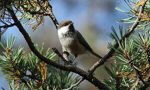 Grey-headed Chickadee