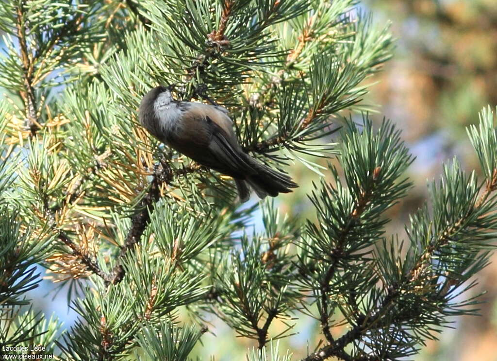 Mésange lapone, habitat, pêche/chasse