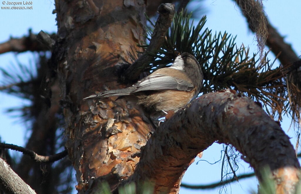 Mésange lapone