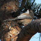 Mésange lapone