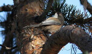 Grey-headed Chickadee