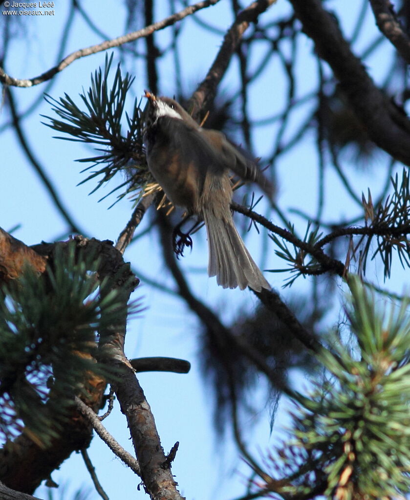 Mésange lapone