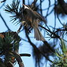 Mésange lapone