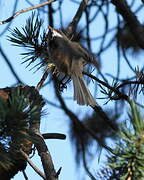 Grey-headed Chickadee