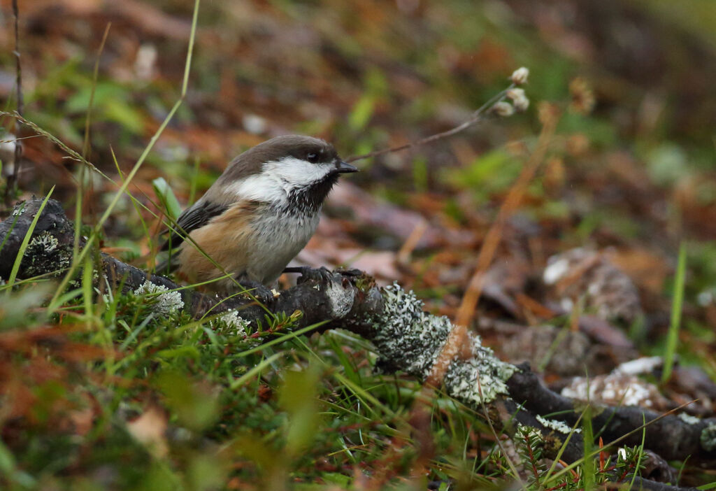 Grey-headed Chickadee