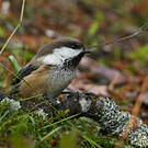 Mésange lapone