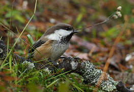 Grey-headed Chickadee