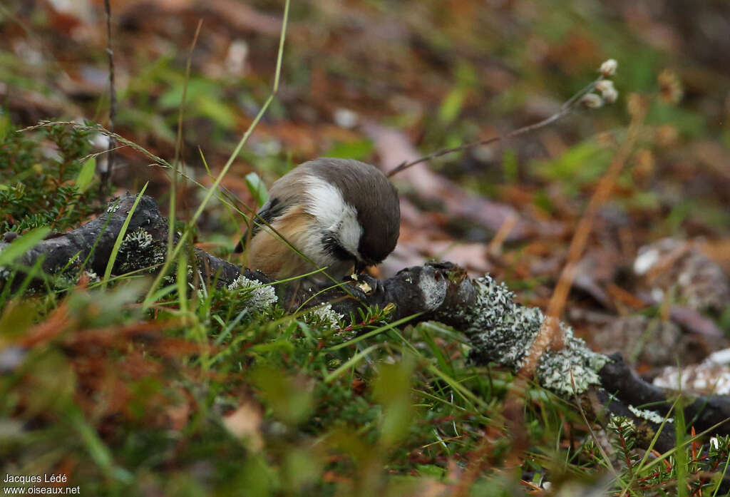 Mésange lapone, camouflage, pigmentation, mange