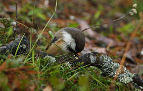 Grey-headed Chickadee