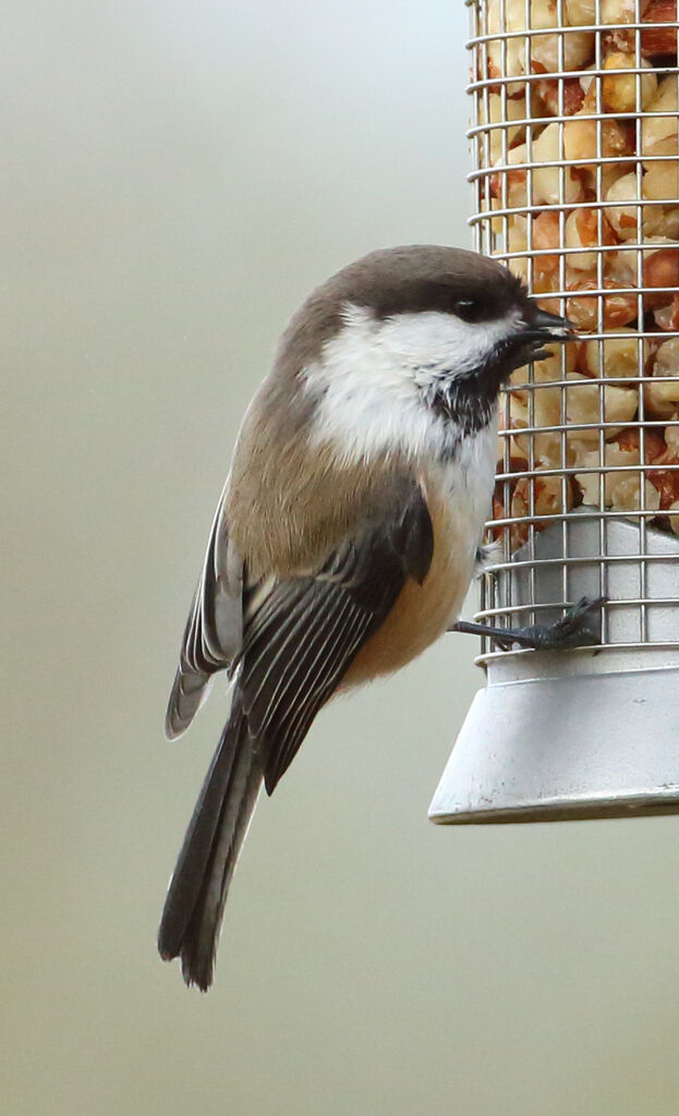 Grey-headed Chickadee