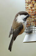 Grey-headed Chickadee