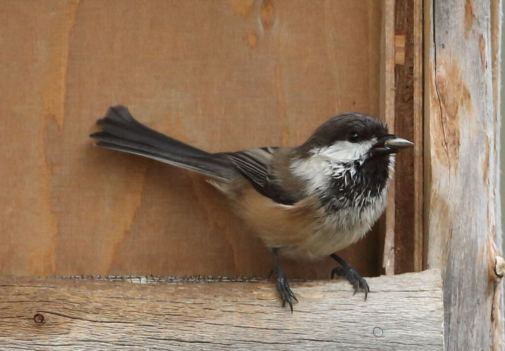 Grey-headed Chickadee