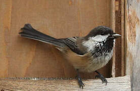 Grey-headed Chickadee