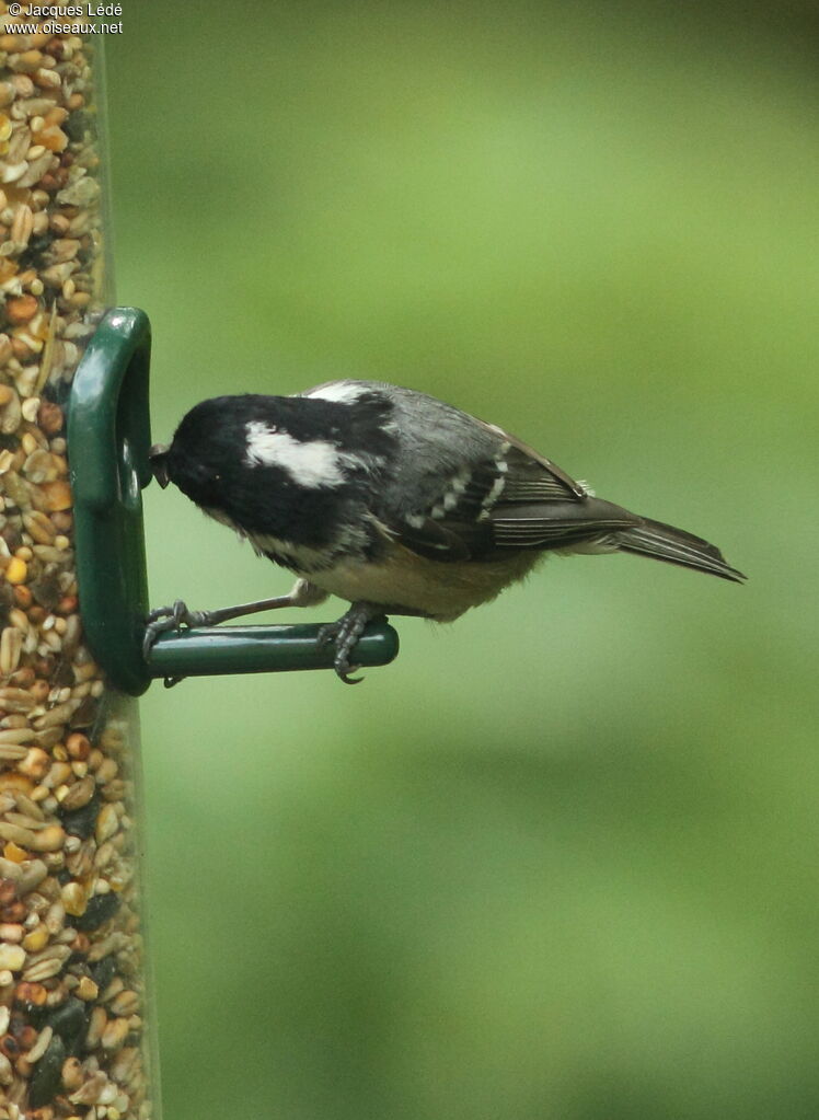 Coal Tit