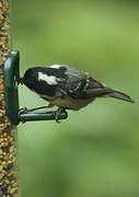 Coal Tit