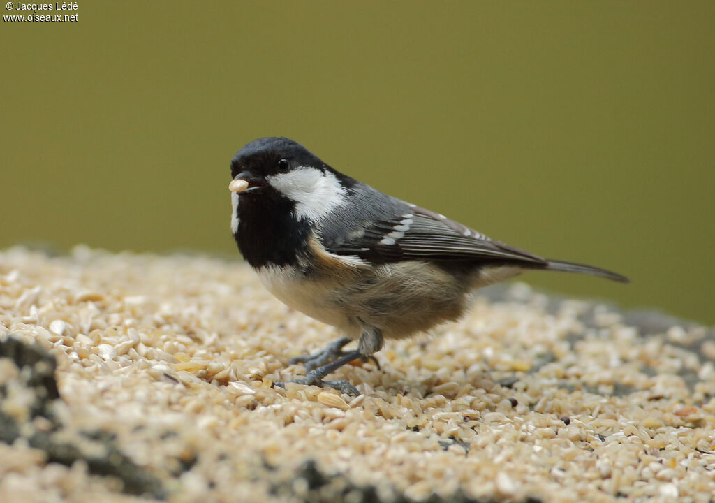 Mésange noire