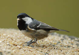 Coal Tit