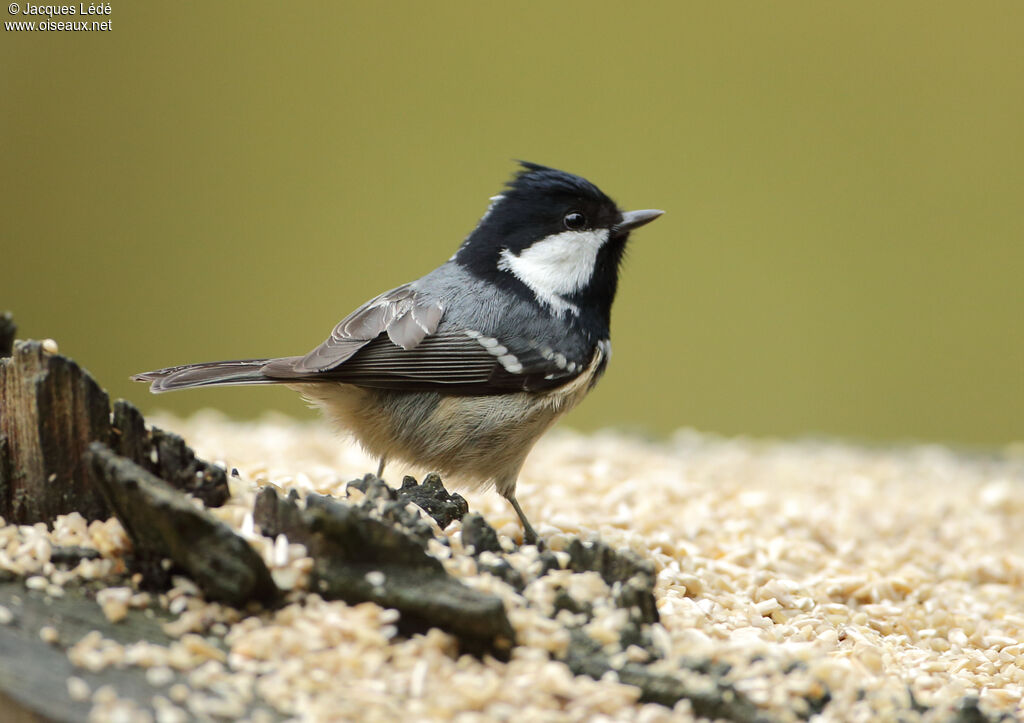 Coal Tit