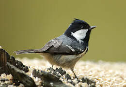 Coal Tit