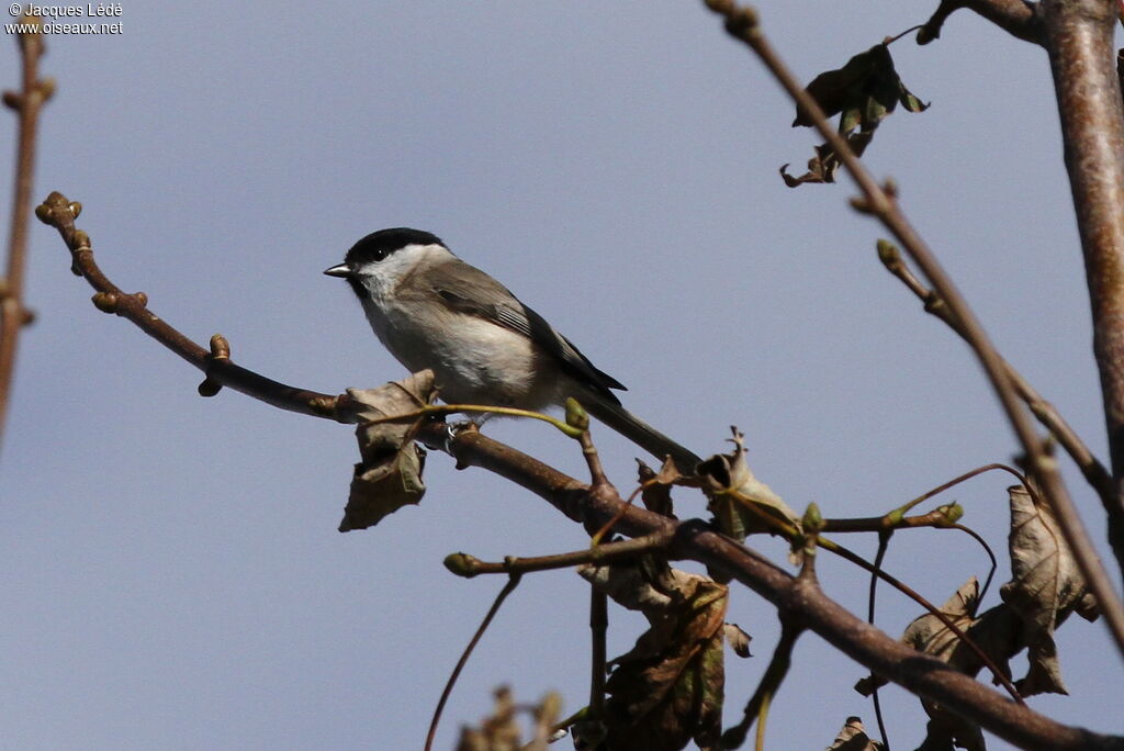 Marsh Tit