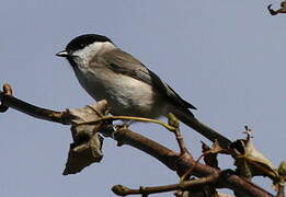 Marsh Tit