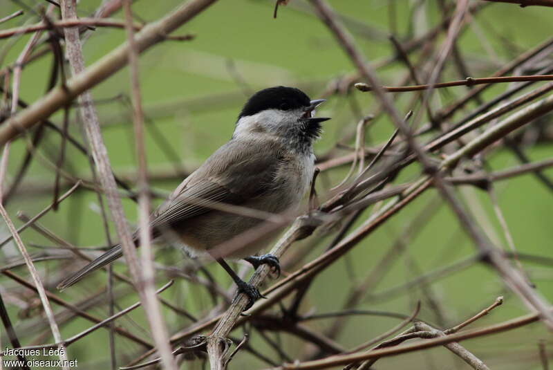 Marsh Tit male adult, song