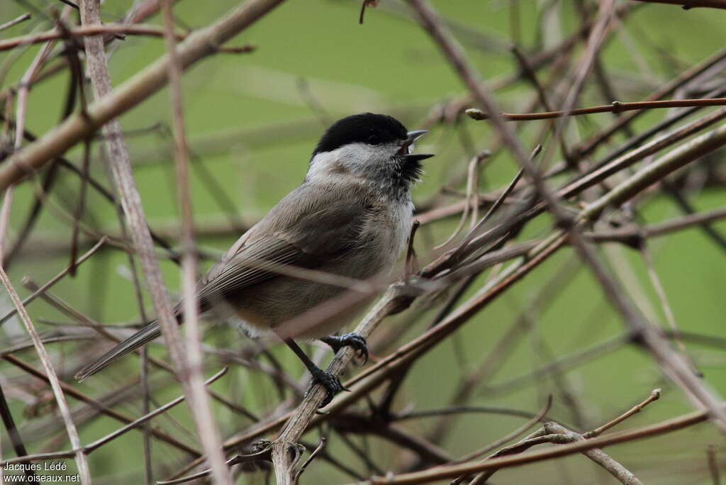 Mésange nonnette mâle adulte, chant