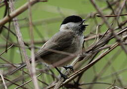 Marsh Tit