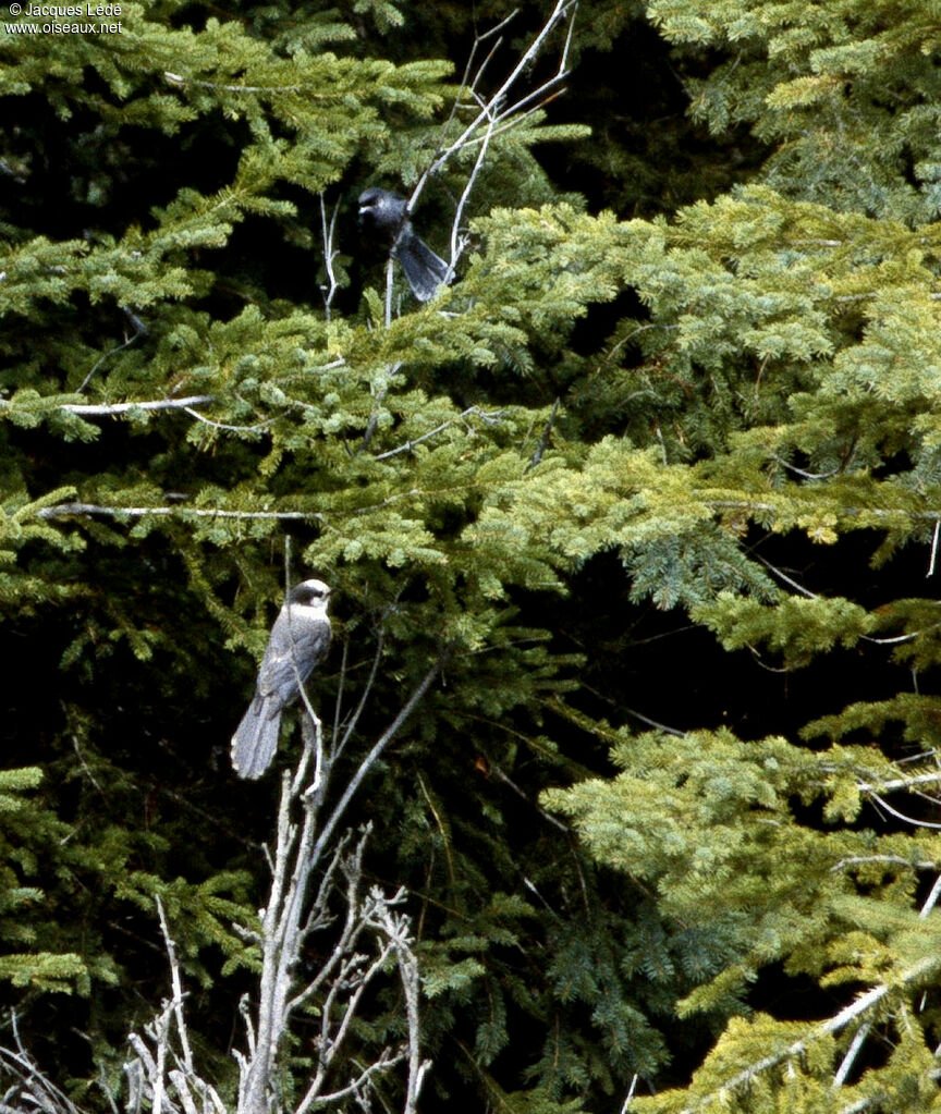 Grey Jay