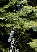 Grey Jay