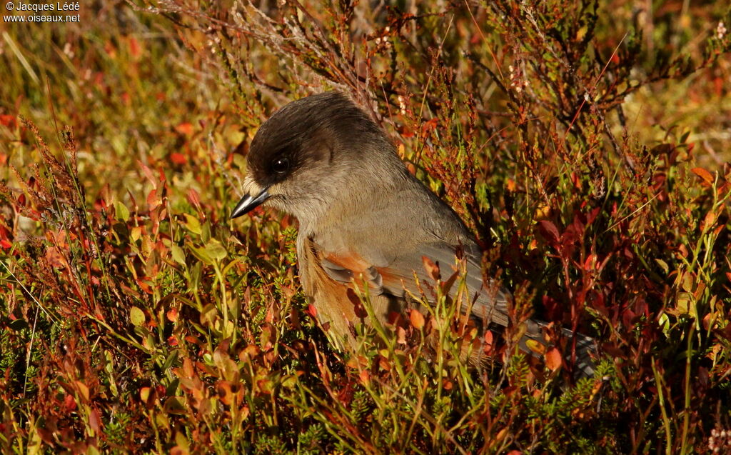 Siberian Jay