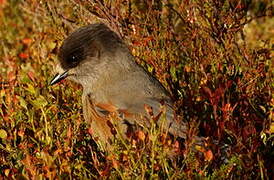 Siberian Jay