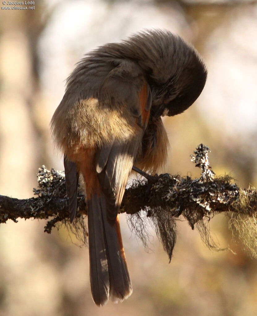 Siberian Jay