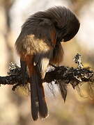 Siberian Jay