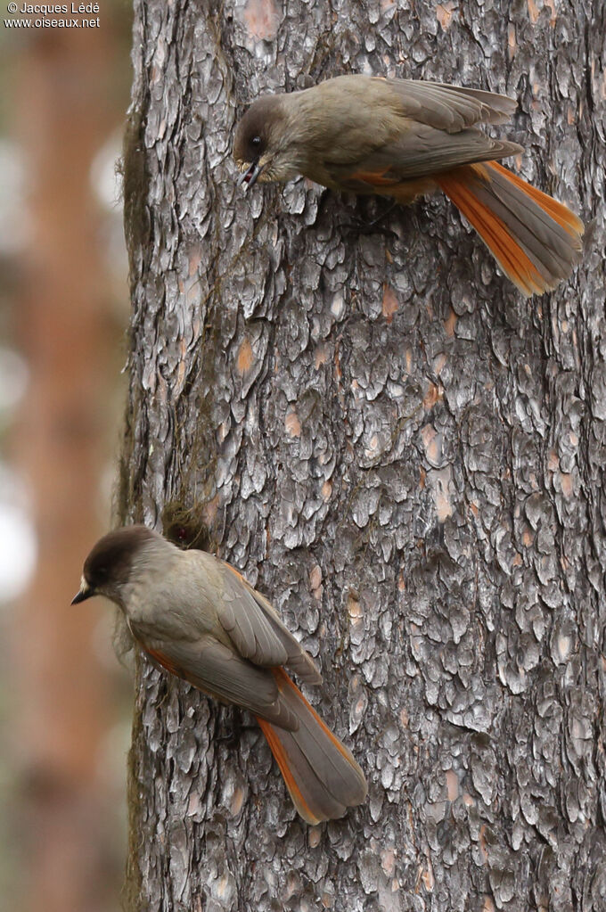 Siberian Jay