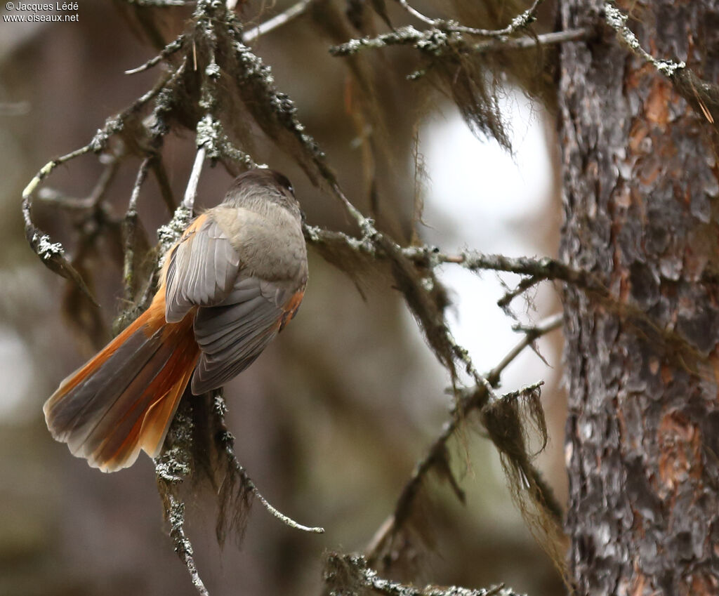 Siberian Jay