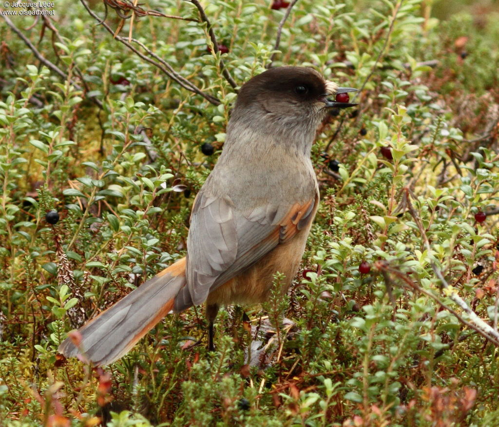 Siberian Jay