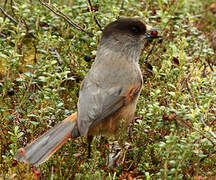 Siberian Jay