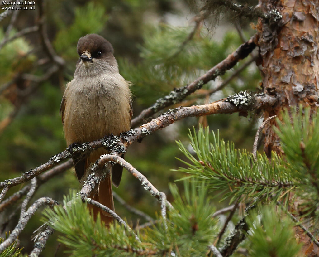 Siberian Jay