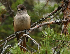 Siberian Jay