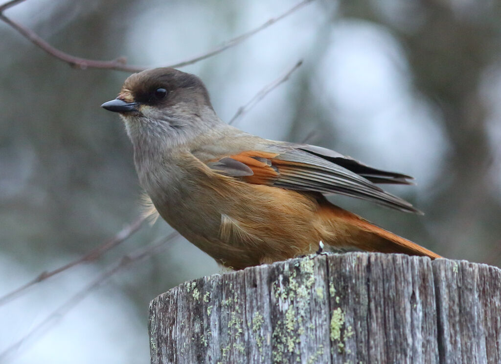 Siberian Jay