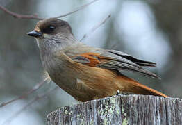 Siberian Jay