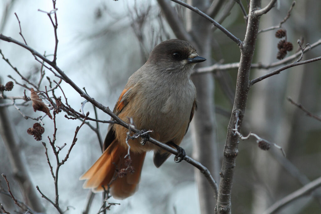 Siberian Jay