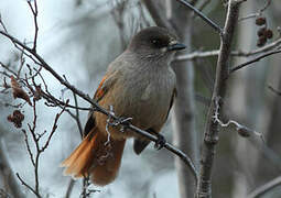 Siberian Jay