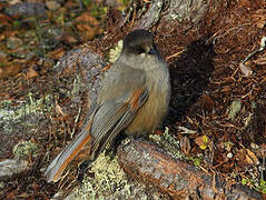 Siberian Jay