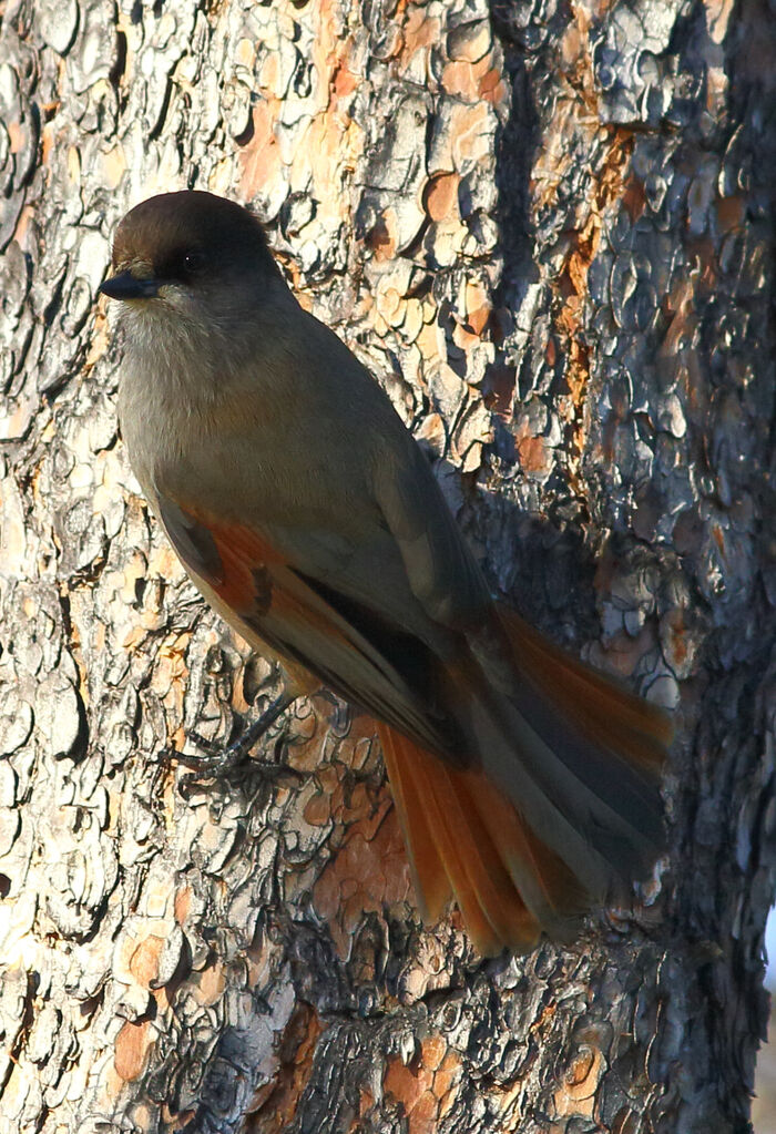 Siberian Jay