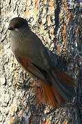 Siberian Jay