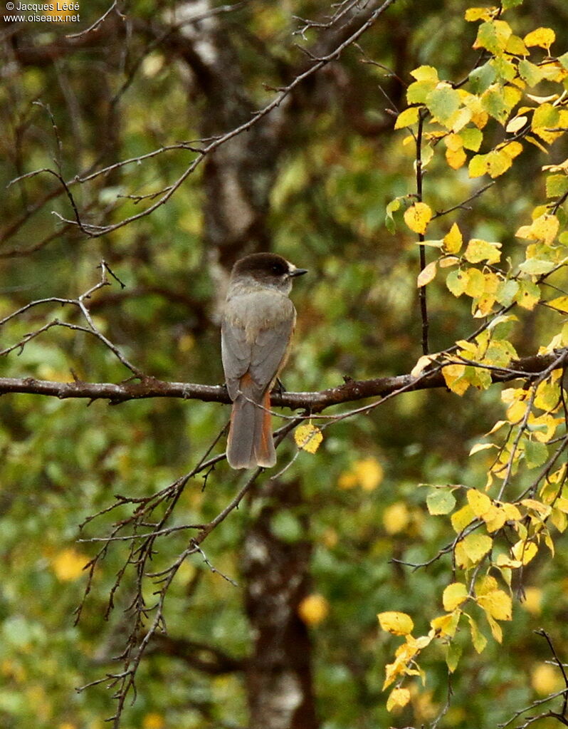 Siberian Jay