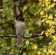 Siberian Jay