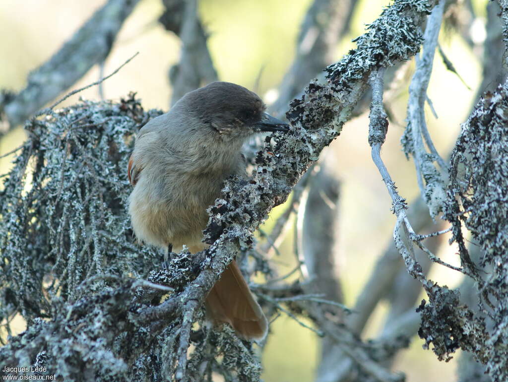 Siberian Jayjuvenile, identification